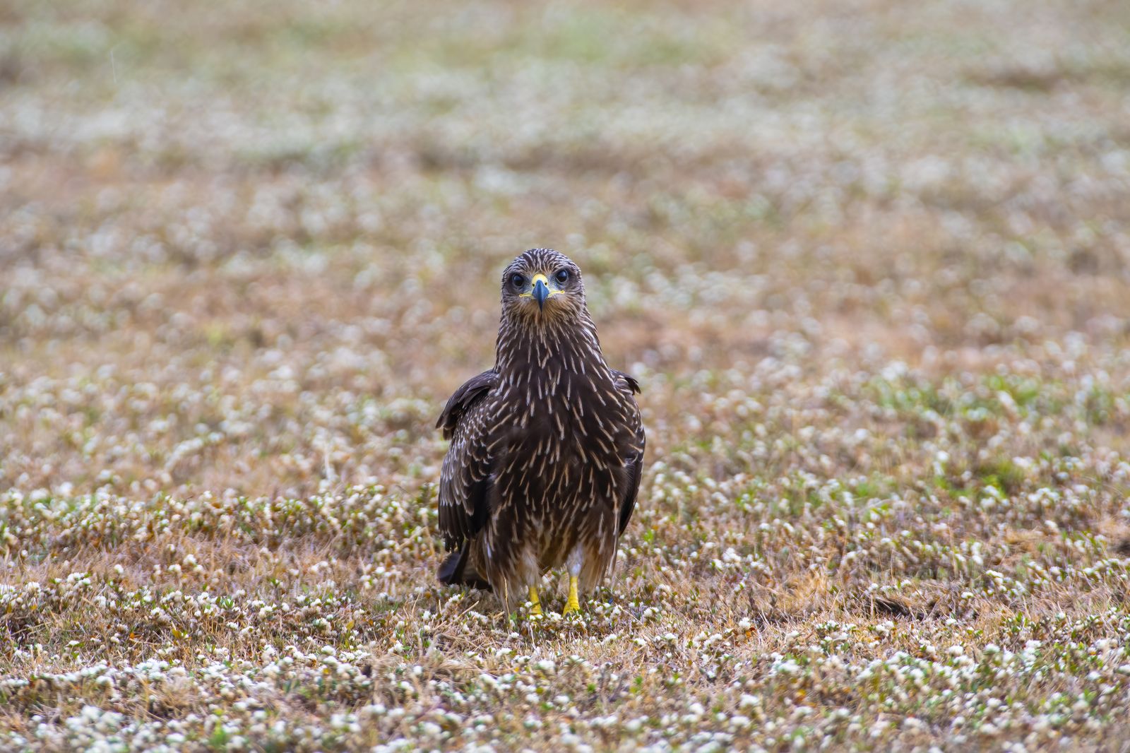 Black kite (2)